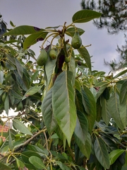 Persea americana
