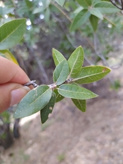 Quercus peninsularis