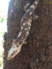 Abronia lythrochila
