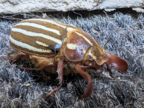 Long-haired June Beetle photo 5