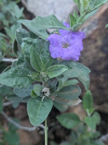Parry's ruellia