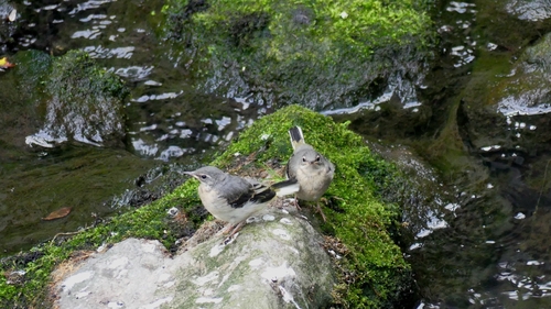 Bergeronnette des ruisseaux, jeune
