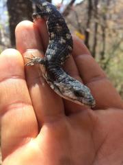 Abronia lythrochila