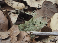 Euclidia ardita