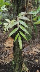 Asplenium oblongifolium