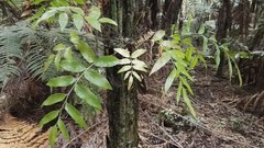 Asplenium oblongifolium