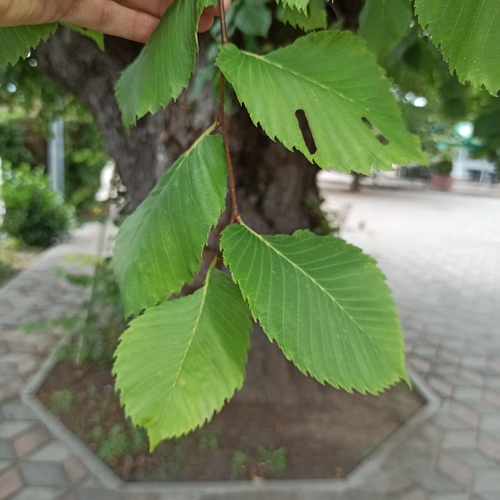 Fluttering Elm