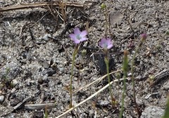 Gilia tenuiflora