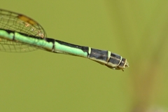 Agriocnemis keralensis