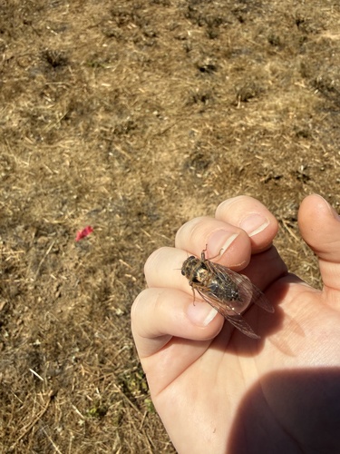 iNaturalist observation photo of Van Duzee's Cicada