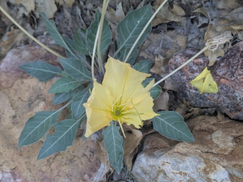 shortfruit evening primrose