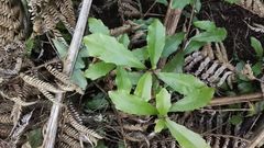 Alseuosmia quercifolia