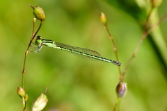Agriocnemis keralensis