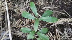 Alseuosmia quercifolia