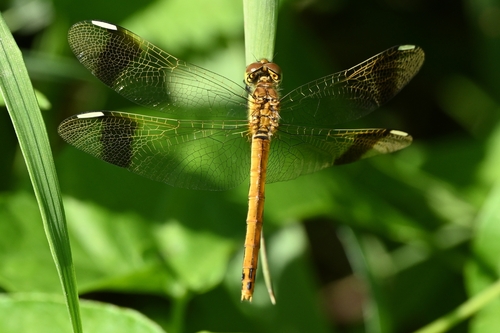 Banded Darter