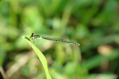 Agriocnemis keralensis