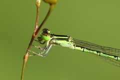 Agriocnemis keralensis