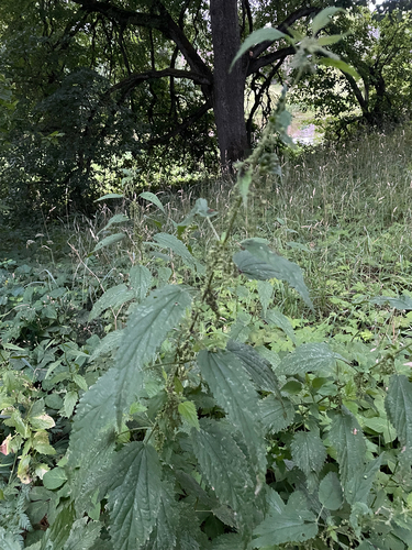 great stinging nettle