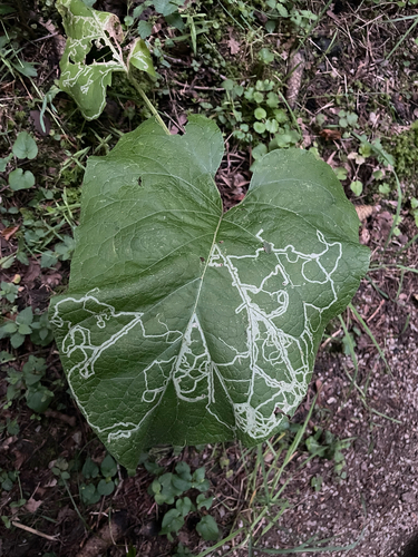 Phytomyza lappae