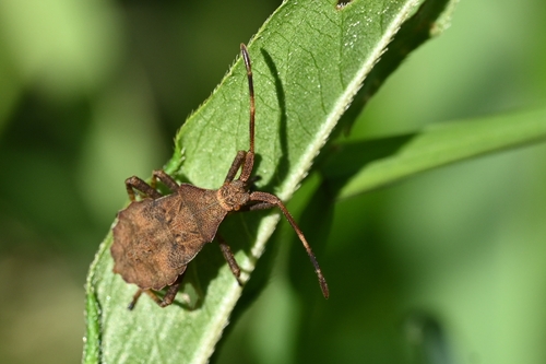 Dock Bug