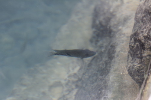 Herichthys tamasopoensis