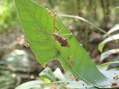 Epidaus