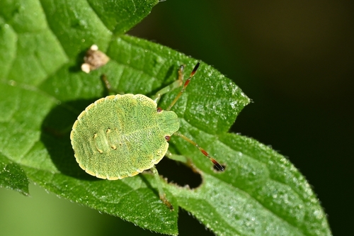 Green Shield Bug