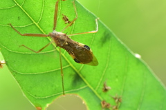Epidaus