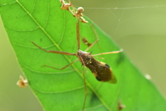 Epidaus