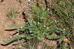 Euphorbia natalensis, photograph (c) Tony Rebelo, some rights reserved (CC BY-SA)
