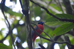 Harpactes duvaucelii