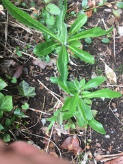 Pilosella aurantiaca