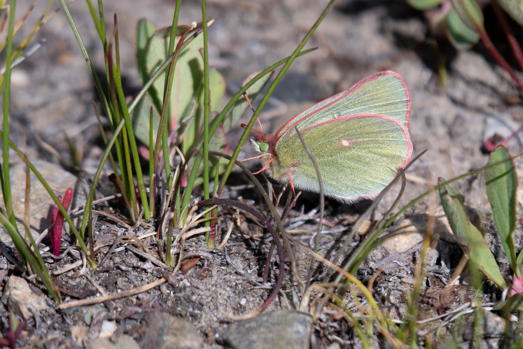 Sierra Sulphur