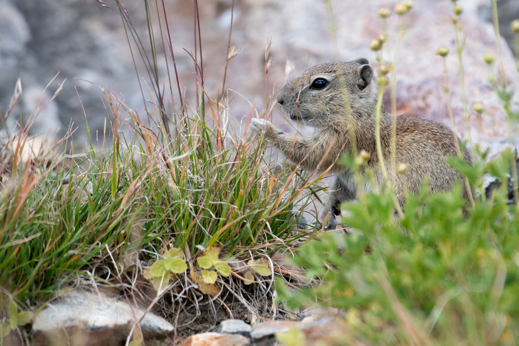 Belding's Ground Squirrel