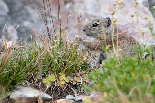 Belding's Ground Squirrel