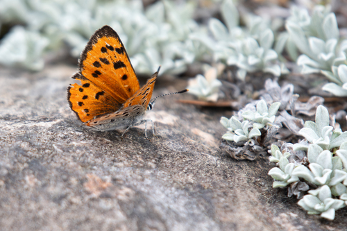 Lycaena cupreus lapidicola