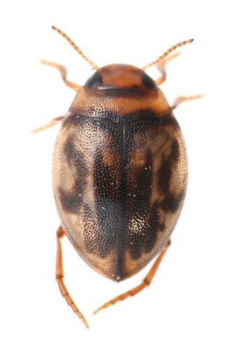 Hygrotus intermedius