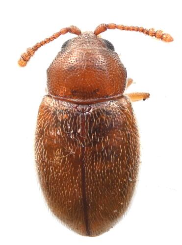 Atomaria lewisi