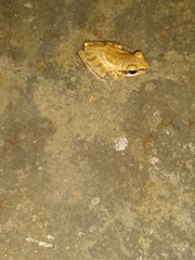 Polypedates maculatus