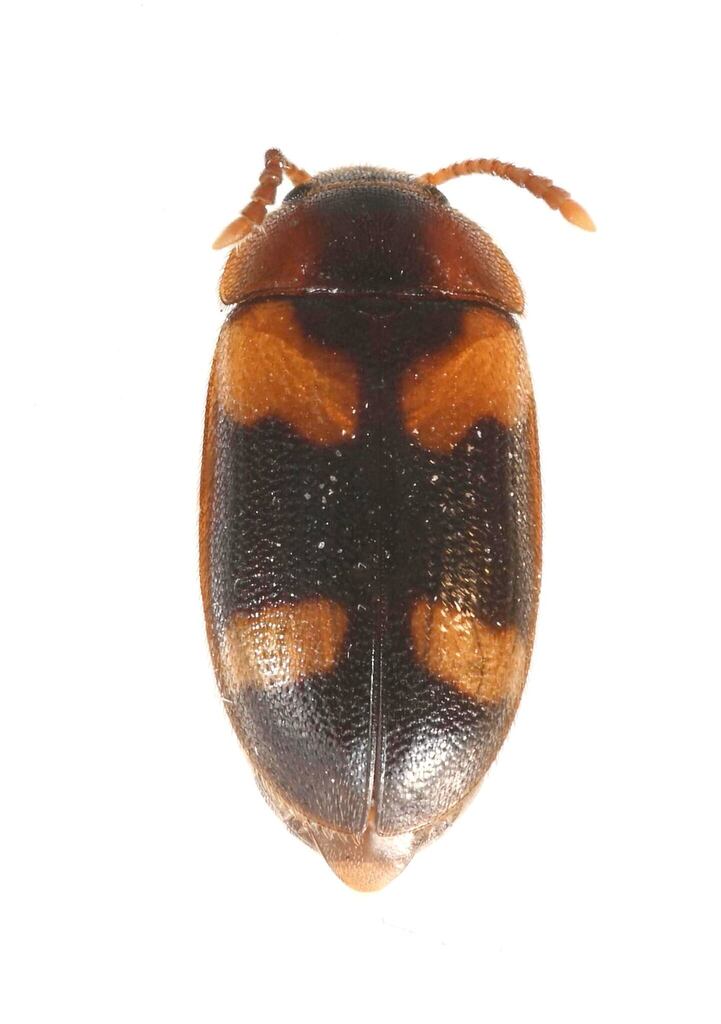 Mycetophagus californicus