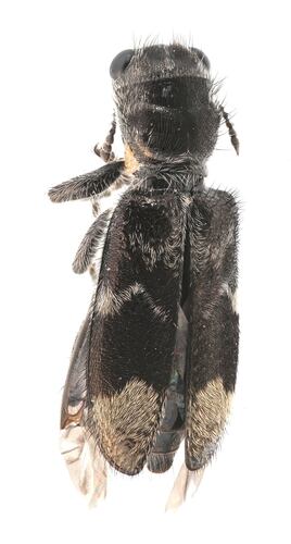 Blackbellied Clerid photo 5