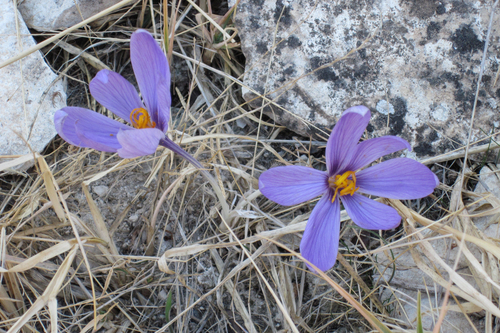 Crocus cancellatus, photograph 3