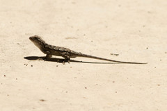 Sceloporus olivaceus