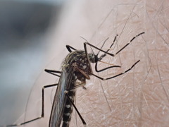Aedes togoi