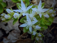 Sedum ternatum