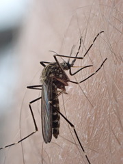 Aedes togoi