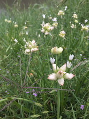 Allium canadense canadense