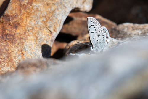 Icaricia shasta