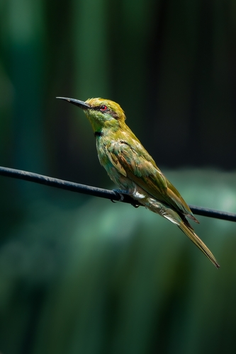 African Green Bee-eater
