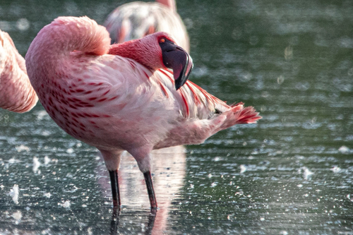iNaturalist image